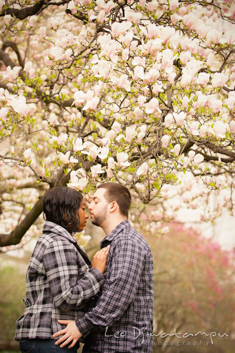 Engaged guy and girl by a flowering magnolia tree almost kissed. Pre wedding engagement photo session the Mall, National Monument, The Capitol, Washington DC by wedding photographer Leo Dj Photography