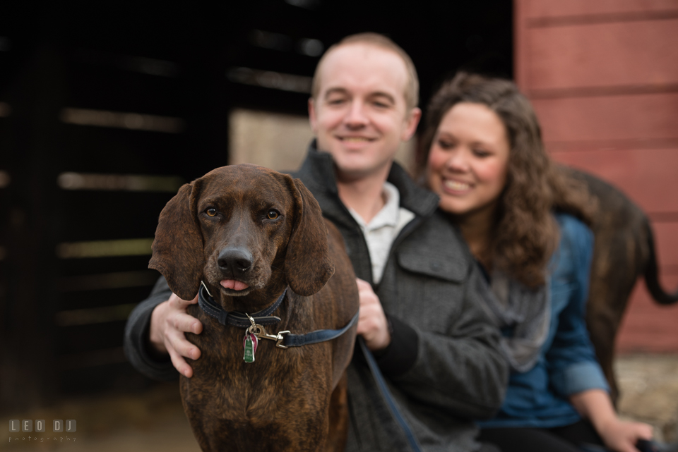 Baker Park Frederick Maryland engaged man with fiancee petting plott hound dog photo by Leo Dj Photography.