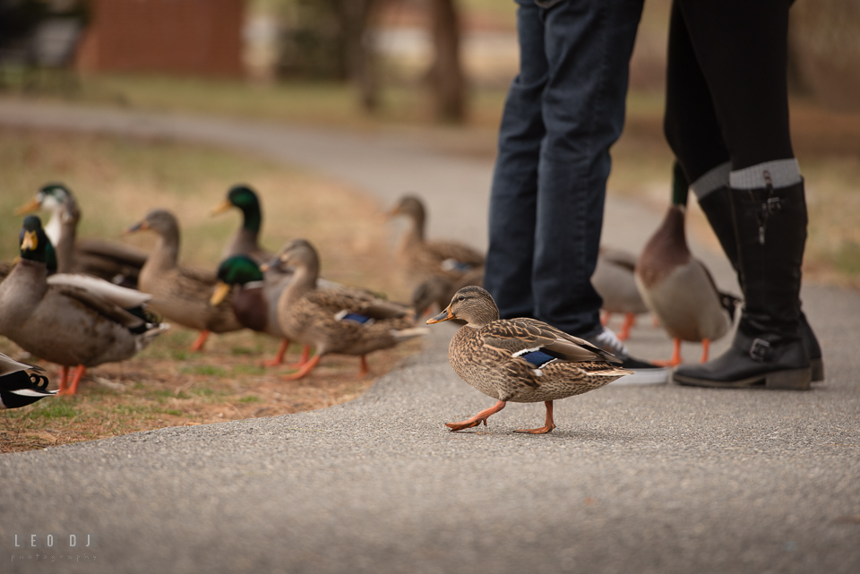 Baker Park Frederick Maryland ducks walking past engaged couple photo by Leo Dj Photography.