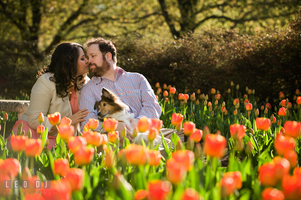 Engaged couple kissing and holding their dog, surrounded by orange tulips. Baltimore MD pre-wedding engagement photo session at Sherwood Gardens, by wedding photographers of Leo Dj Photography. http://leodjphoto.com