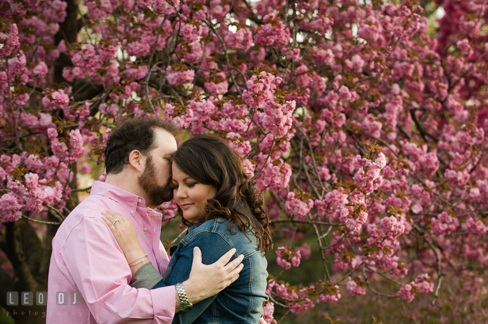 Engaged guy hugging and kissing his fiancée by a pink blossom tree . Baltimore MD pre-wedding engagement photo session at Sherwood Gardens, by wedding photographers of Leo Dj Photography. http://leodjphoto.com