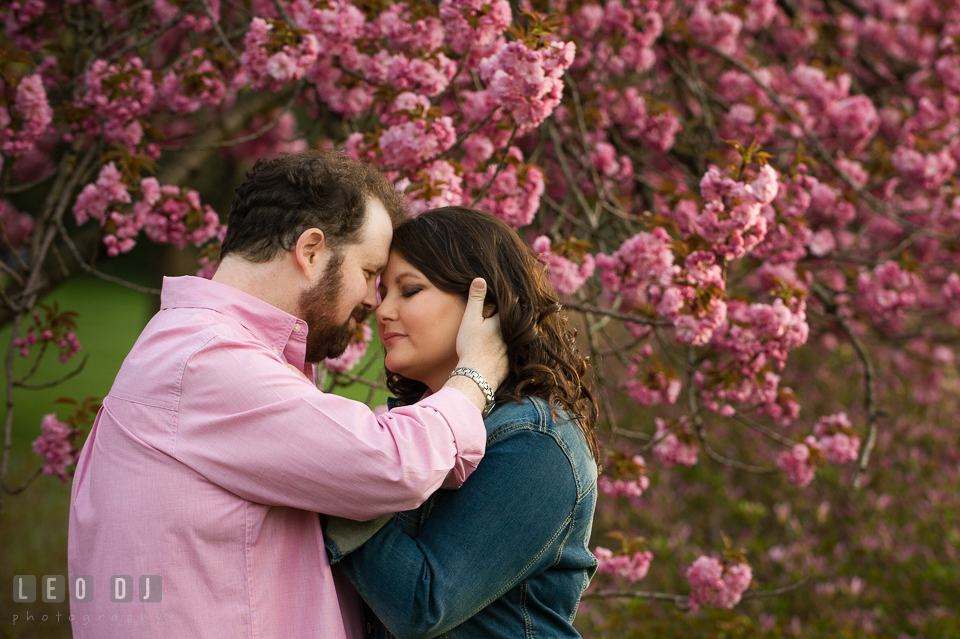 Engaged girl and her fiancé cuddling together by a pink blossoming tree. Baltimore MD pre-wedding engagement photo session at Sherwood Gardens, by wedding photographers of Leo Dj Photography. http://leodjphoto.com