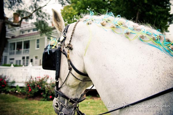 carriage horse with ribbons annapolis kent island maryland wedding photography photographers