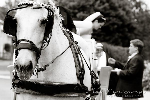 groom helping bride get off horse carriage annapolis kent island maryland wedding photography photographers