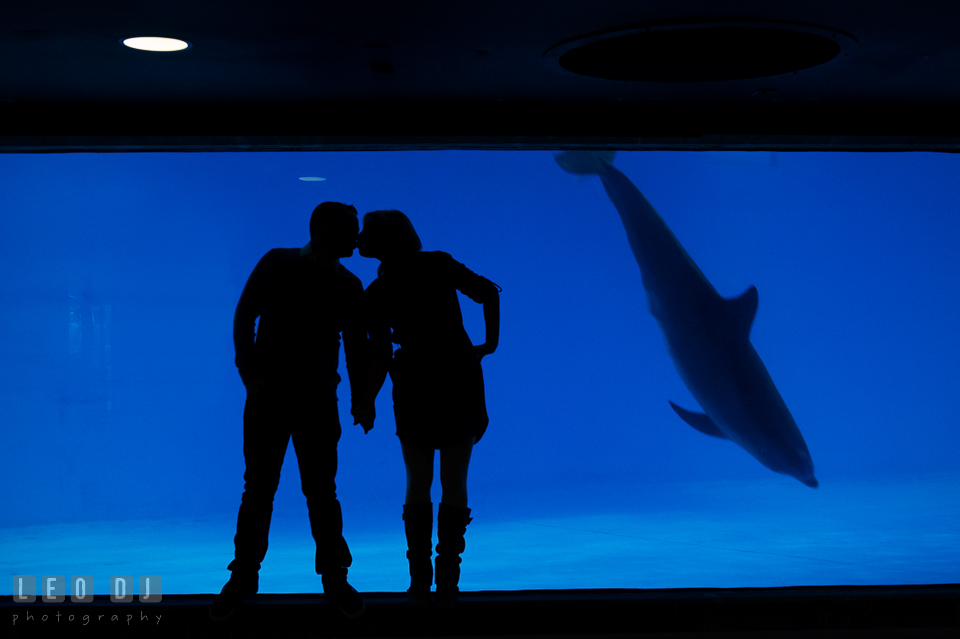 Silhouette of engaged couple kissing in front of dolphin aquarium. Baltimore MD pre-wedding engagement photo session at National Aquarium in Baltimore, by wedding photographers of Leo Dj Photography. http://leodjphoto.com