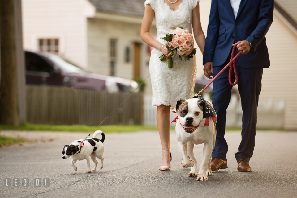 Bride and Groom walking with their dogs. The Oaks Waterfront Inn wedding, St Michaels, Eastern Shore, Maryland, by wedding photographers of Leo Dj Photography. http://leodjphoto.com