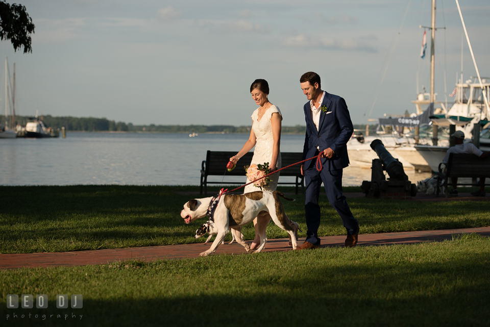 Bride and Groom strolling along the pier with their dogs. The Oaks Waterfront Inn wedding, St Michaels, Eastern Shore, Maryland, by wedding photographers of Leo Dj Photography. http://leodjphoto.com