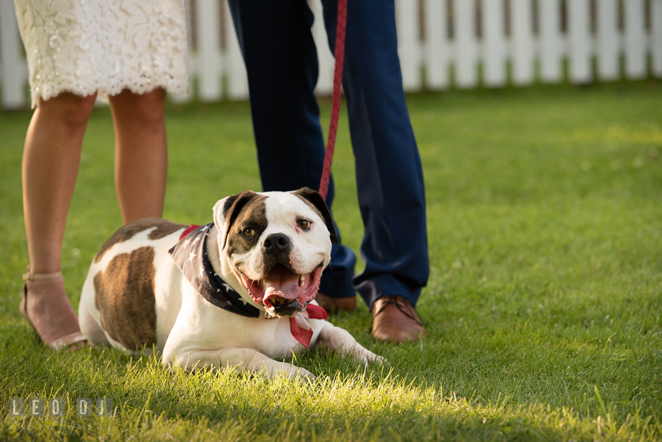 American bull dog laying on the grass by the Bride and Groom. The Oaks Waterfront Inn wedding, St Michaels, Eastern Shore, Maryland, by wedding photographers of Leo Dj Photography. http://leodjphoto.com