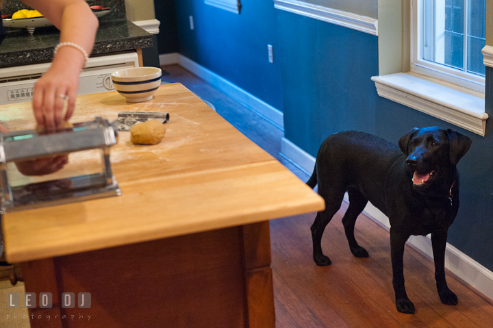 Pet dog looking at the engaged couple cooking. Engagement photo session at town home near Federal Hill Baltimore Maryland by wedding photographers of Leo Dj Photography (http://leodjphoto.com)