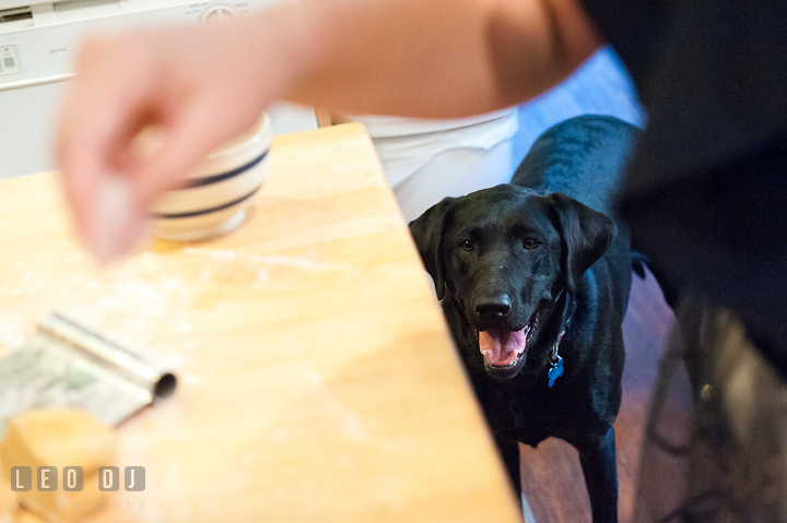 Pet dog looking at engaged couple sprinkling flour on finished capellini. Engagement photo session at town home near Federal Hill Baltimore Maryland by wedding photographers of Leo Dj Photography (http://leodjphoto.com)