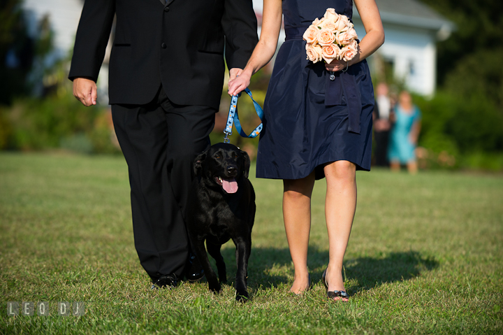 Pet dog walking down the isle escorted by Best Man and Maid of Honor. Getting ready and ceremony wedding photos at private estate at Preston, Easton, Eastern Shore, Maryland by photographers of Leo Dj Photography. http://leodjphoto.com
