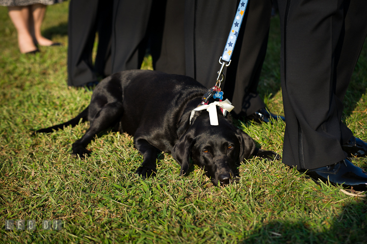 Bride and Groom's pet dog tired and laid down. Getting ready and ceremony wedding photos at private estate at Preston, Easton, Eastern Shore, Maryland by photographers of Leo Dj Photography. http://leodjphoto.com