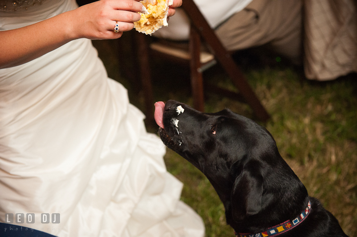 Bride giving cupcake to her pet dog. Reception party wedding photos at private estate at Preston, Easton, Eastern Shore, Maryland by photographers of Leo Dj Photography. http://leodjphoto.com