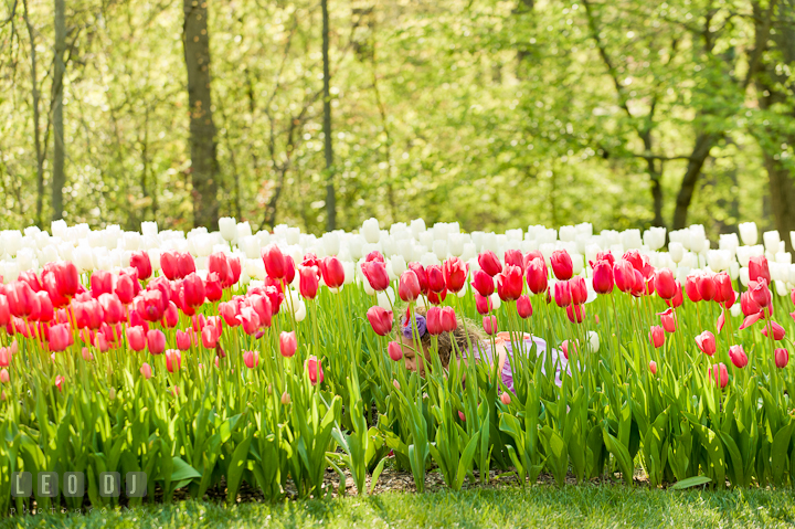 Little cute girl hiding between the tulip flowers. Washington DC, Silver Spring, Maryland candid children and family lifestyle photo session by photographers of Leo Dj Photography.