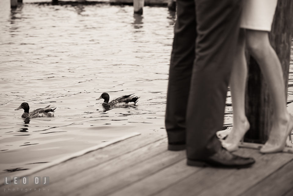 Two ducks swam by an engaged couple on the dock. Annapolis Eastern Shore Maryland pre-wedding engagement photo session at downtown, by wedding photographers of Leo Dj Photography. http://leodjphoto.com