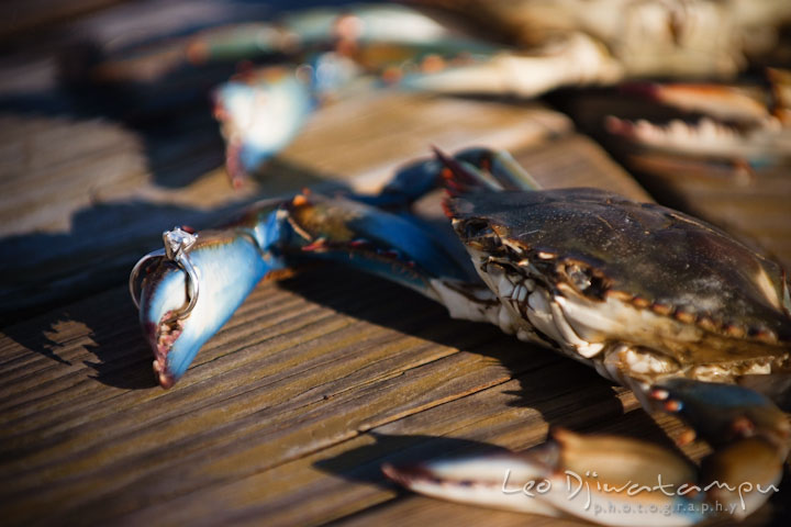 Diamond engagement ring on a blue crab claw. Stevensville, Kent Island, Maryland, Pre-Wedding Engagement Photographer, Leo Dj Photography