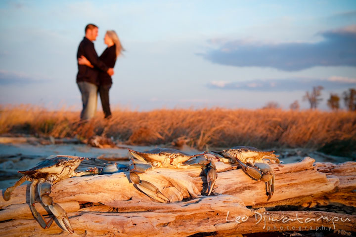 Engaged guy and girl hugging at the beach with Maryland blue crabs are perching on top of a driftwood. Stevensville, Kent Island, Maryland, Pre-Wedding Engagement Photographer, Leo Dj Photography