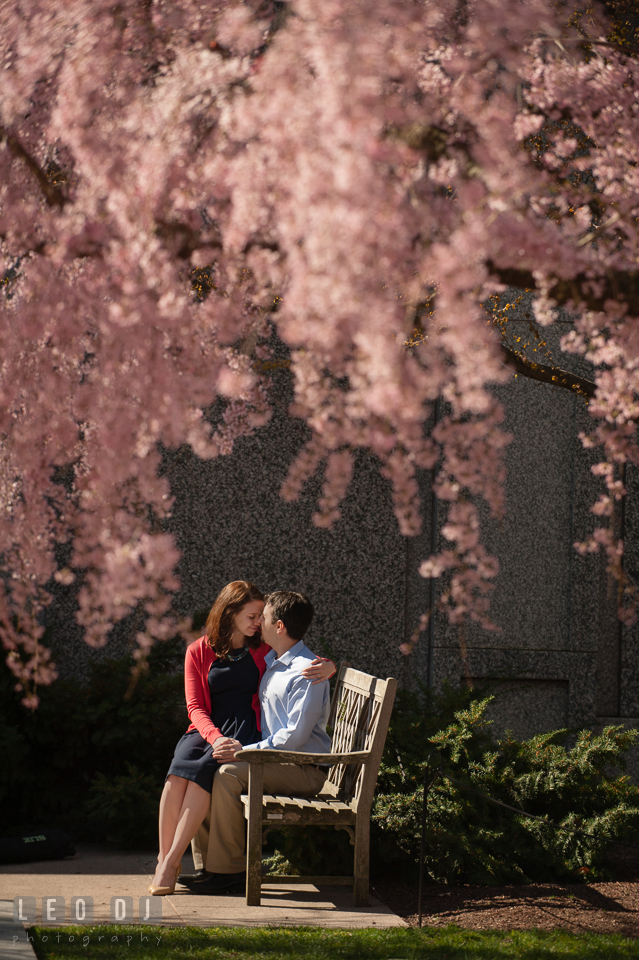 Engaged couple sitting together on a bench, hugging, under a weeping cherry blossoms tree. Washington DC pre-wedding engagement photo session at Adams Morgan and the Smithsonians, by wedding photographers of Leo Dj Photography. http://leodjphoto.com