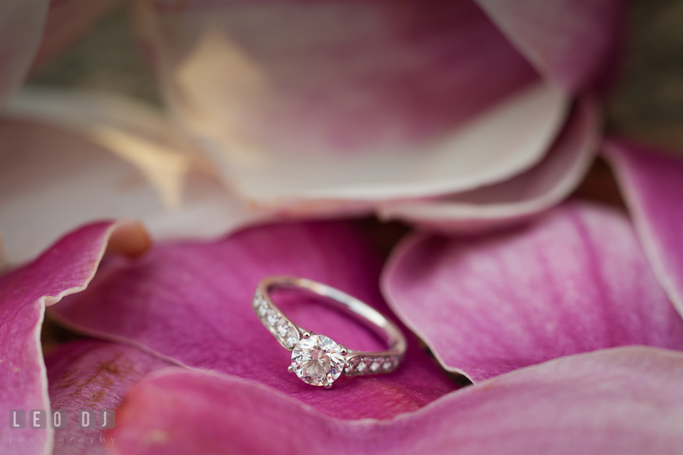 Close up shot of diamond engagement ring on top of magnolia flower petals. Washington DC pre-wedding engagement photo session at Adams Morgan and the Smithsonians, by wedding photographers of Leo Dj Photography. http://leodjphoto.com