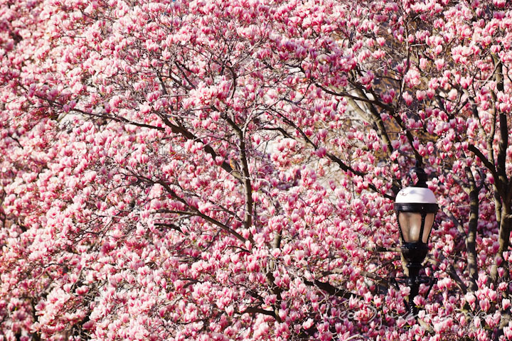 Beautiful flowering, blooming magnolia trees. Pre wedding engagement photo Washington DC Smithsonians museum and Ronald Reagan Washington National Airport DCA, by wedding photographer Leo Dj Photography