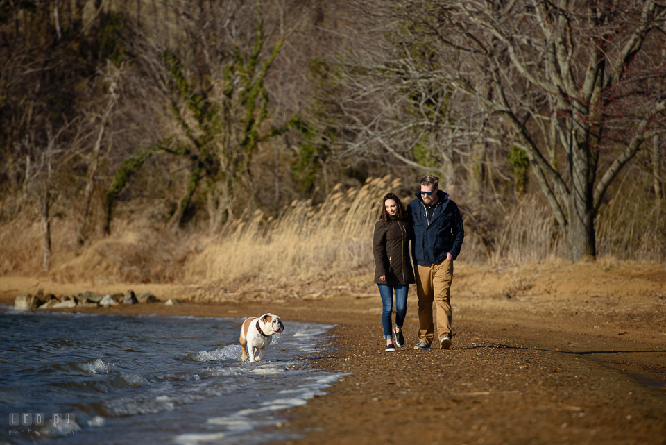 Jonas Green Park Annapolis Maryland engaged couple walking on the beach with their buldog photo by Leo Dj Photography.