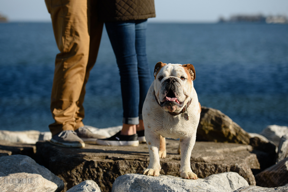 Jonas Green Park Annapolis Maryland bulldog posing on the rocks while the engaged behind him photo by Leo Dj Photography.