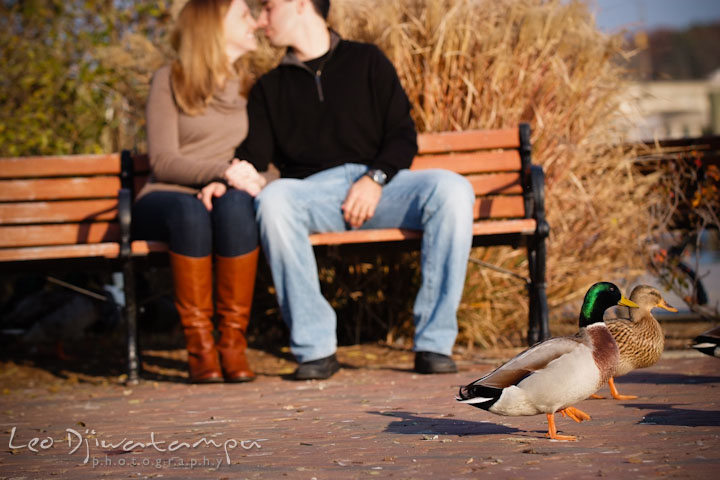 Mallard ducks crossing while engaged couple almost kissed in the background. Chestertown Maryland and Washington College Pre-Wedding Engagement Session Photographer, Leo Dj Photography