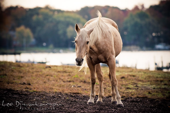 Stallion curiously looking at camera. Annapolis Kent Island Maryland High School Senior Portrait Photography with Horse Pet by photographer Leo Dj