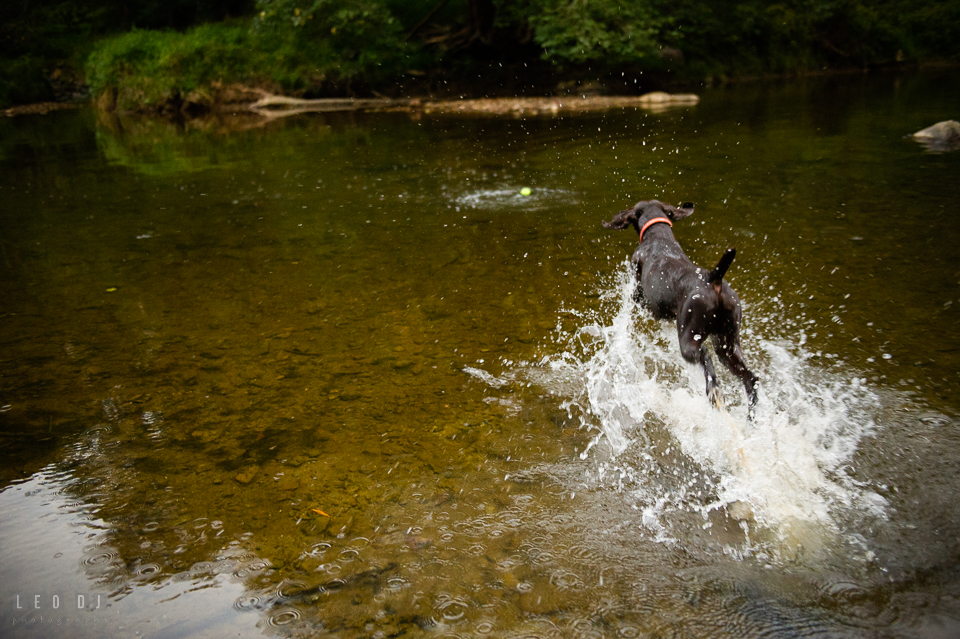 Rocks State Park Bel Air Maryland dog jumped into creek to fetch a ball photo by Leo Dj Photography.