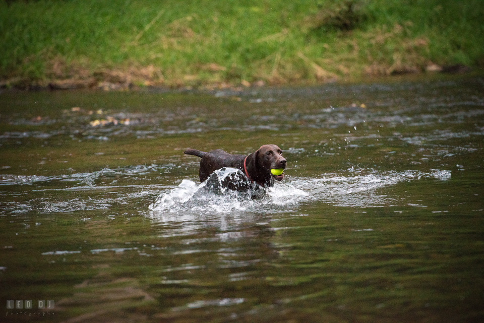 Rocks State Park Bel Air Maryland dog swam in Deer Creek to fetch a ball photo by Leo Dj Photography.