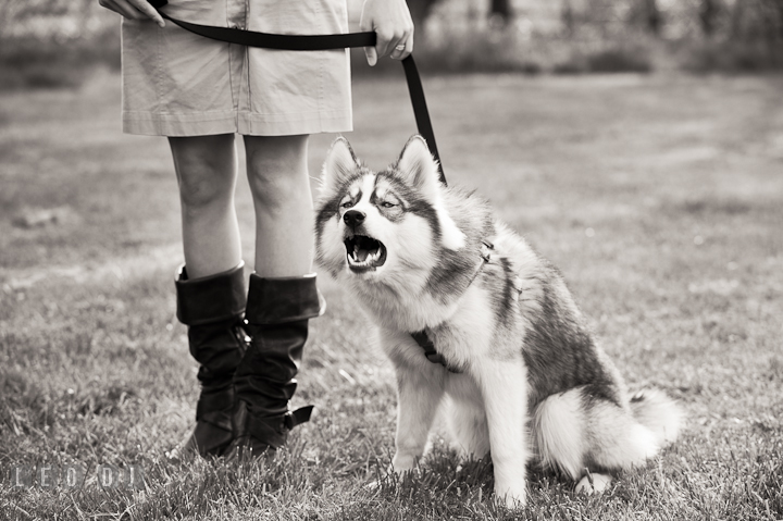 Pet dog sitting by her master and barking. Model portrait session with Brittany from Beyond the Veil music Band and her Siberian Husky pet dog at Kent Island, Maryland Eastern Shore by photographer Leo Dj Photography.