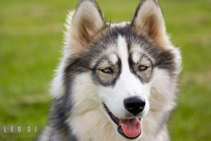 Pet dog panting. Model portrait session with Brittany from Beyond the Veil music Band and her Siberian Husky pet dog at Kent Island, Maryland Eastern Shore by photographer Leo Dj Photography.