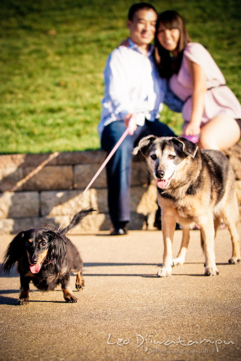 Two cute dogs and their engaged owner in the background. National Harbor, Gaylord National Hotel pre-wedding engagement photo session